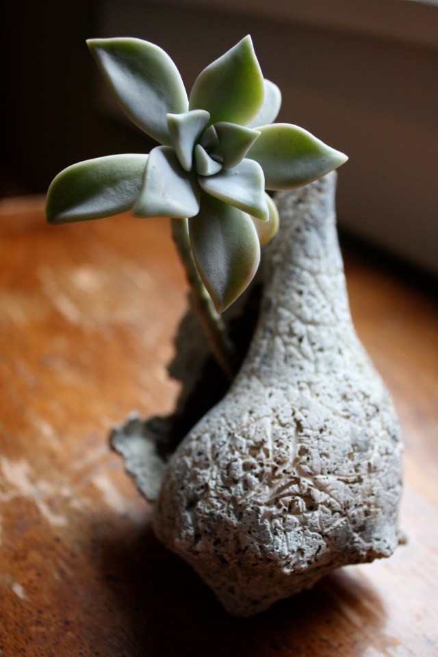 Ghost Plant, Graptopetalum paraguayense