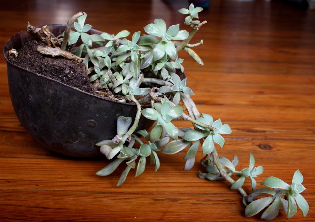Ghost Plant, Graptopetalum paraguayense