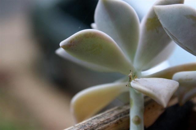 Praying Mantis, Mantis religiosa