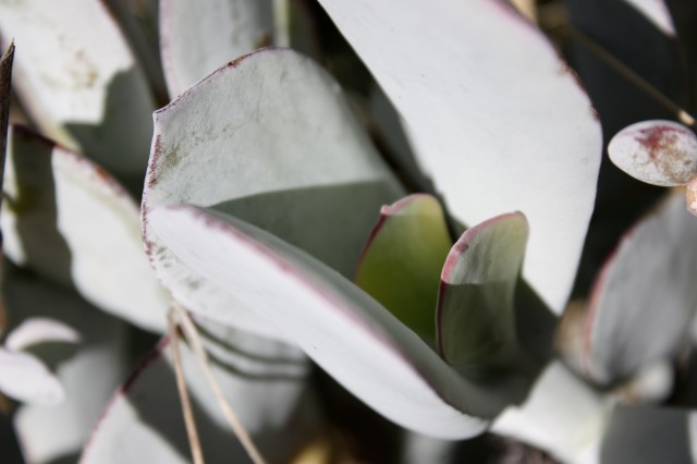 Ghost Plant, Graptopetalum paraguayense