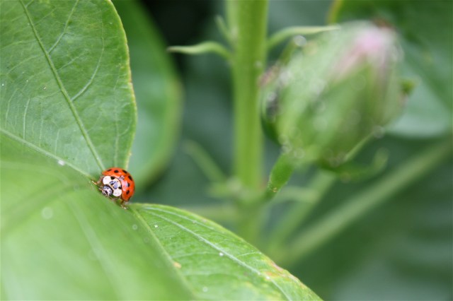 Hibiscus and Ladybug, Hibiscus rosa-sinensis, Coccinella septempunctata