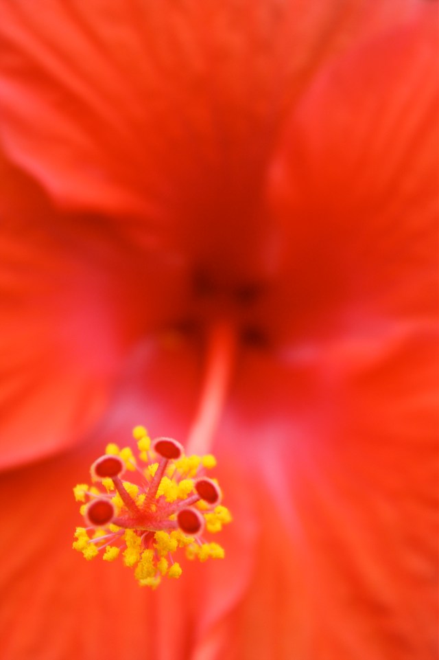 Hibiscus, Hibiscus rosa-sinensis
