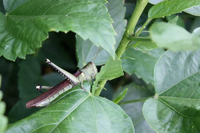 Hibiscus, Hibiscus rosa-sinesis, Grasshopper