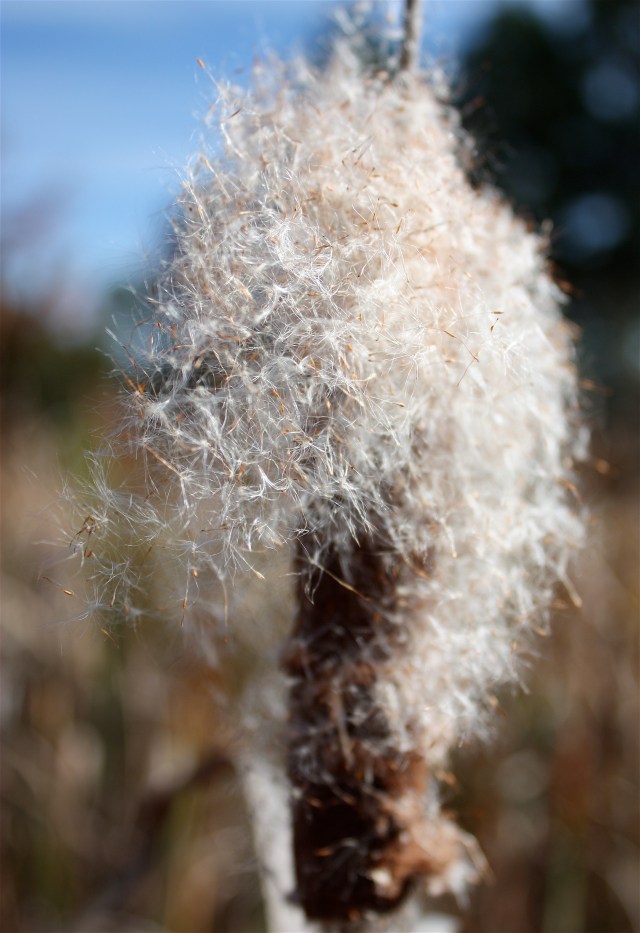 Narrow Leaf Cattail, Typha angustifolia