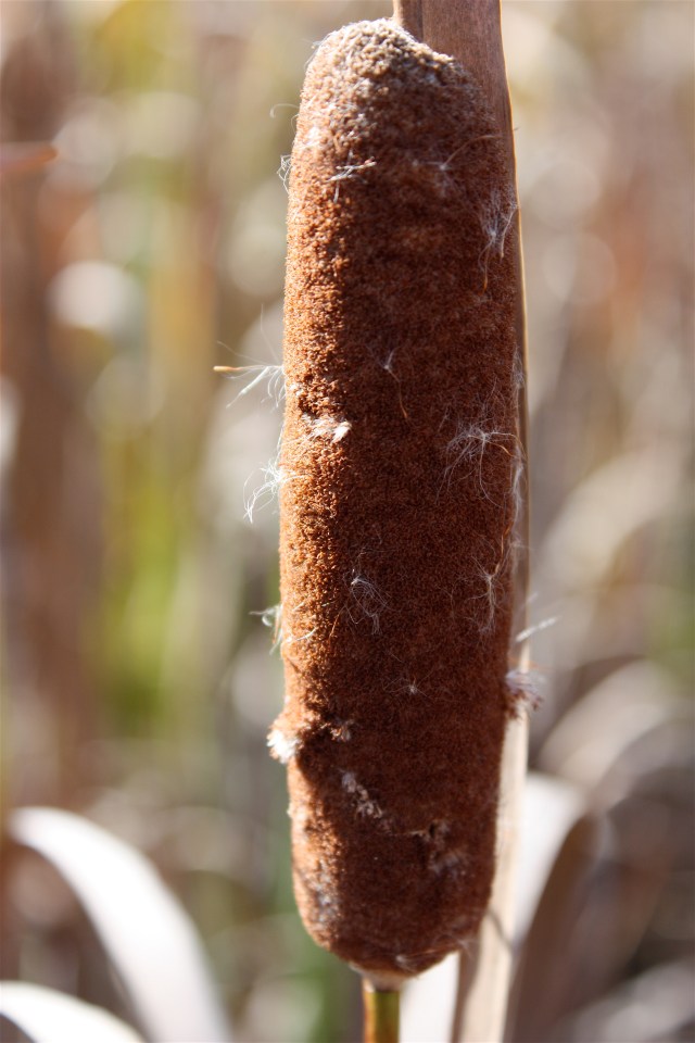 Narrow Leaf Cattail, Typha angustifolia