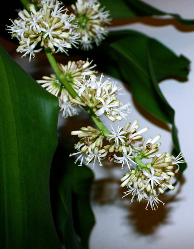 Corn Plant, Dracaena fragrans  Pedagogy of the Plants