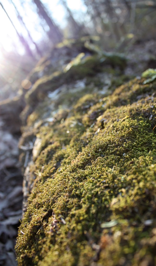 Moss on a Log