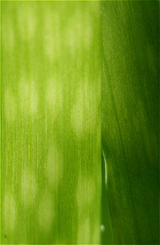 Aloe Macro