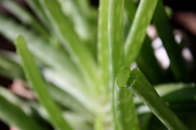 Broken Aloe
