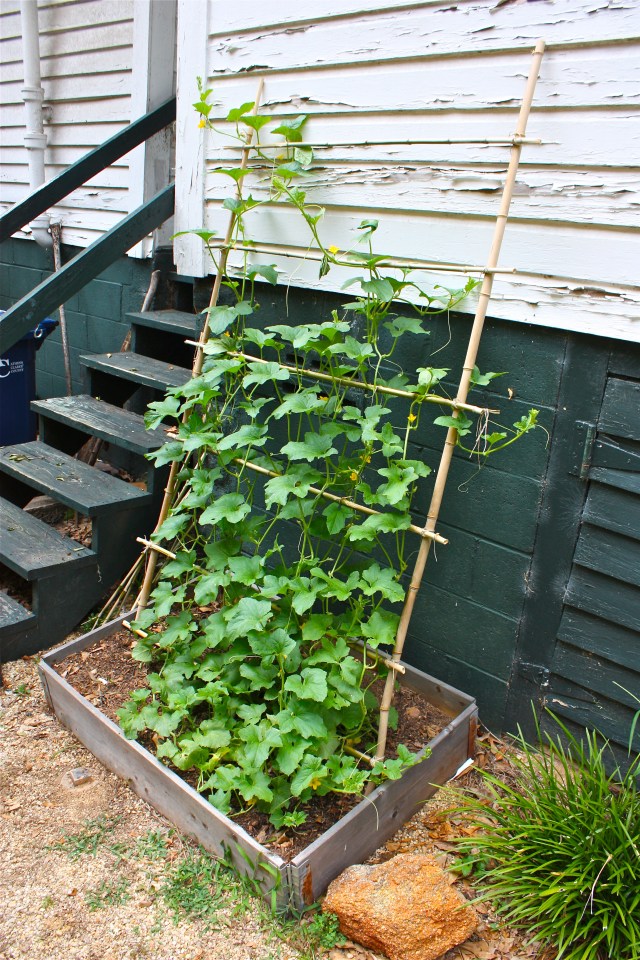 Honeydew Melon Vines on a Trellis