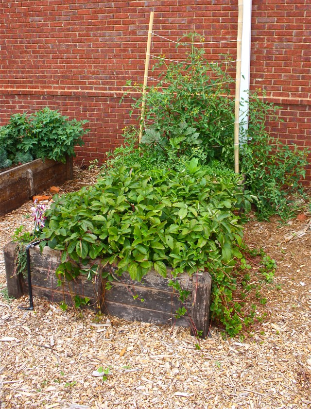 Class Vegetable Bed in June