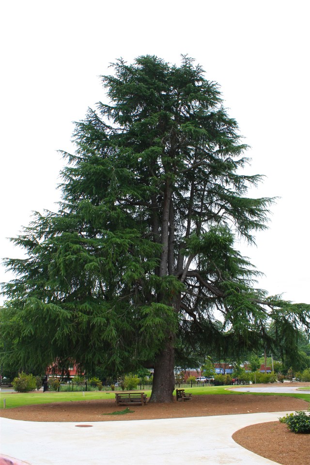 Chase Street School Cedar Tree