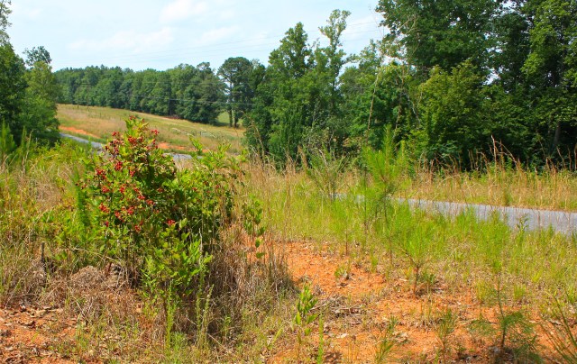 Blackberry Bush, Winterville