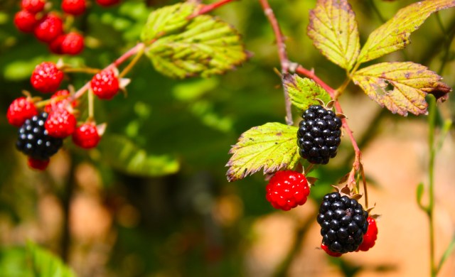 Blackberries in Winterville