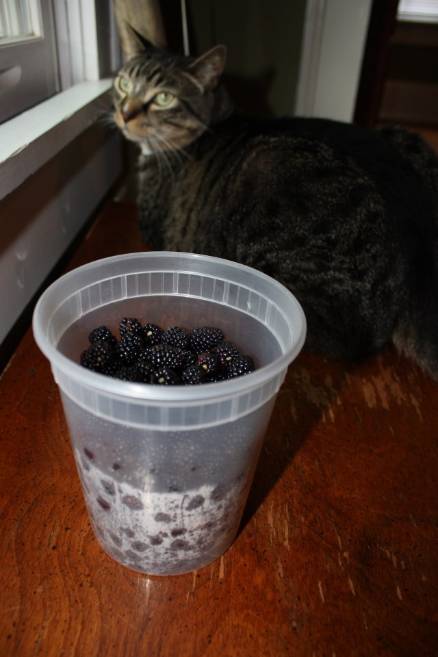 Tub O' Blackberries