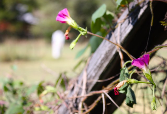Purple Blooms on a Vine