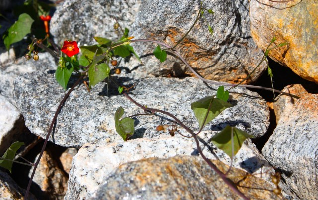 Flowering Vine Along the Rocks