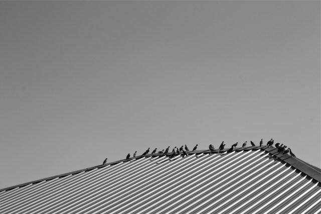 Pigeon Roof