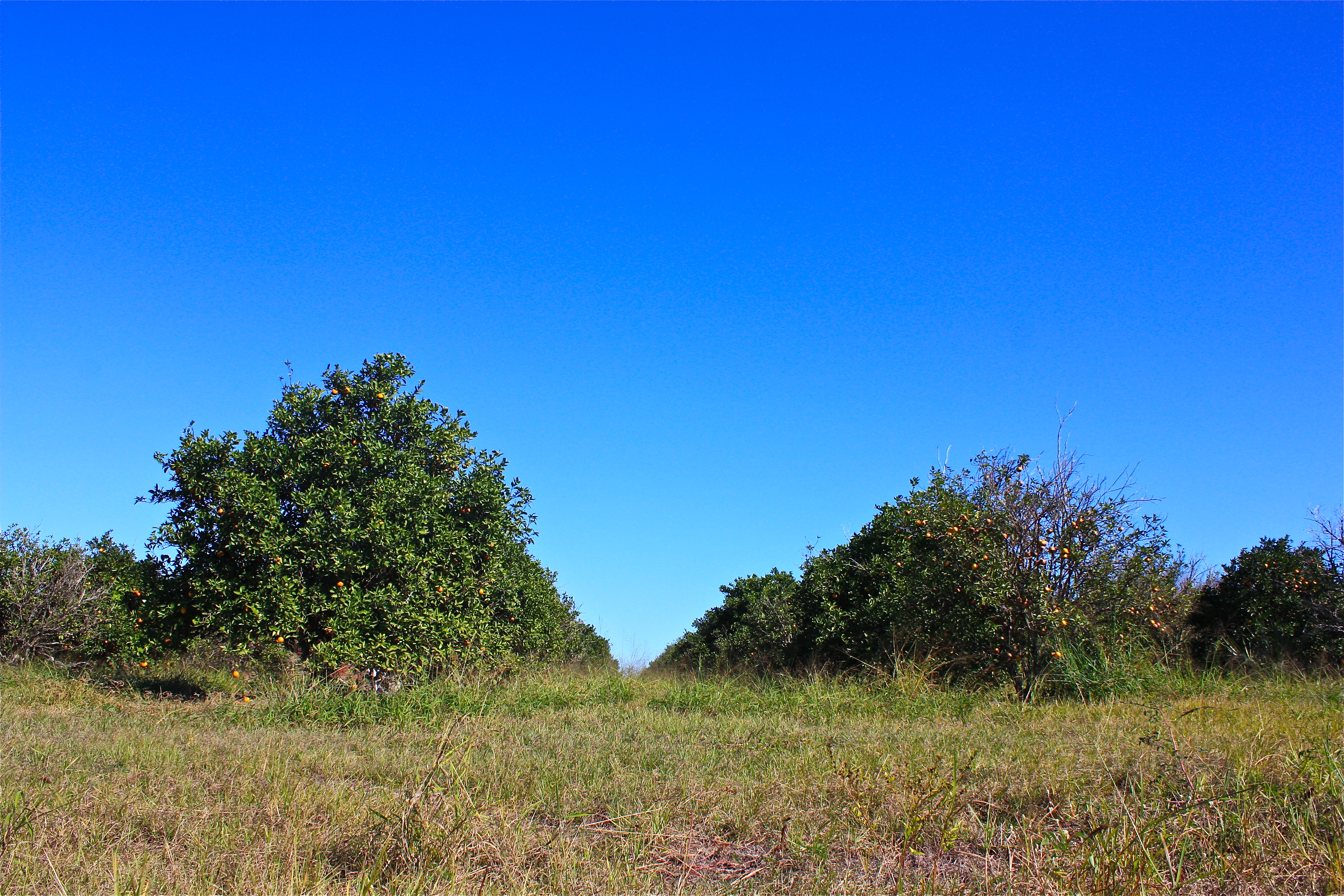 Lake County Orange Grove