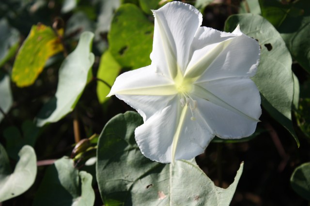 Calystegia sepium, Lake Dora