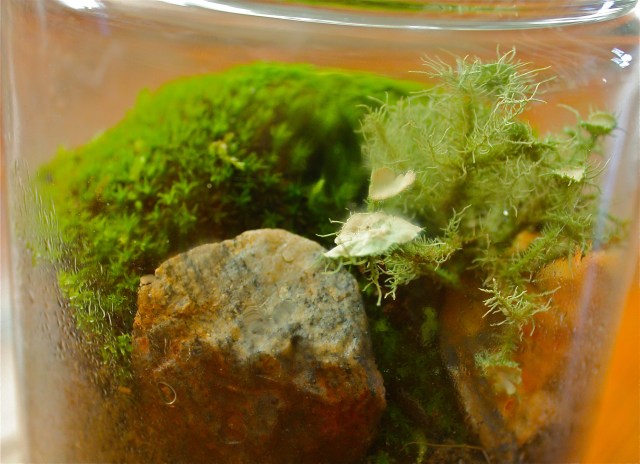 3rd Moss Terrarium Epiphyte