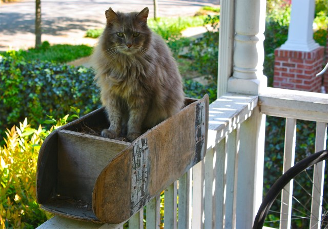 Mr. In the Planter