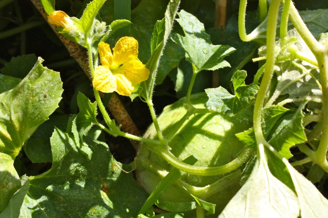 Cucumis melo Fruit and Flowers