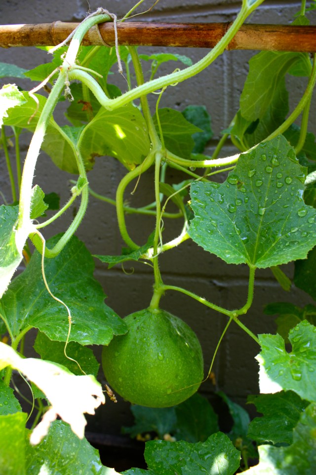 Hanging Cucumis melo Fruit