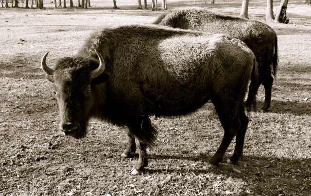 Bison