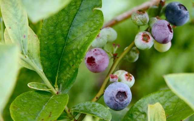 Boulevard Blueberries