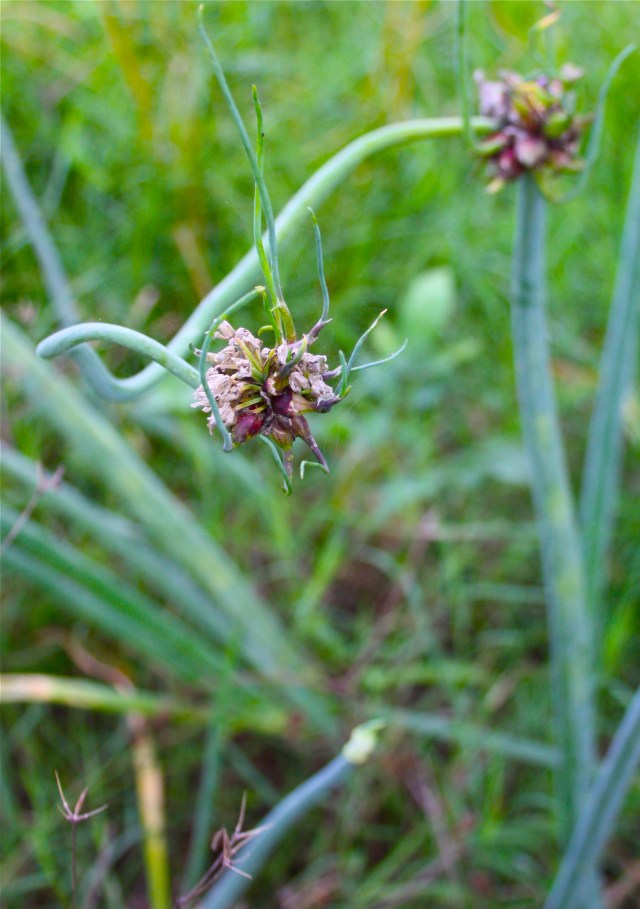 Wandering Onions