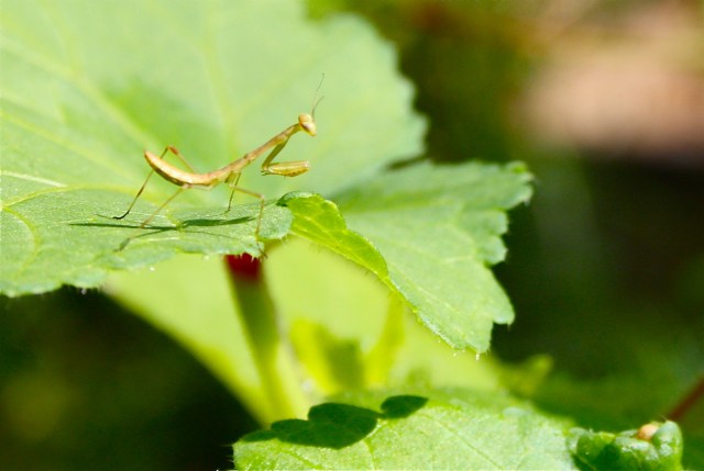 Young Praying Mantis on Okra Leaf 2