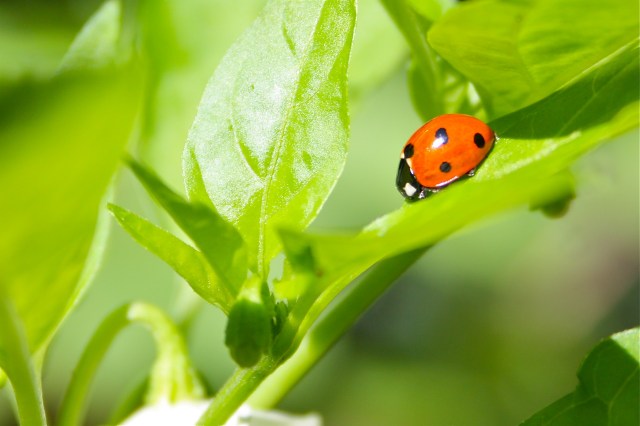 Coccinella magnifica