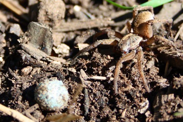 Wolf Spider With Egg Sac