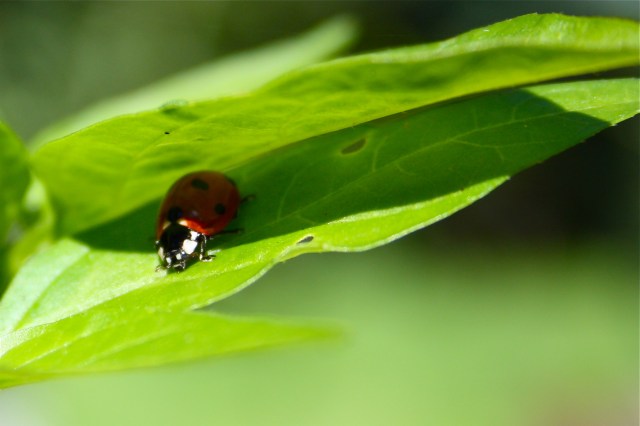 Shaded Coccinella magnifica