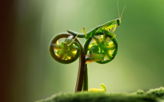 praying-mantis-bike-800x499