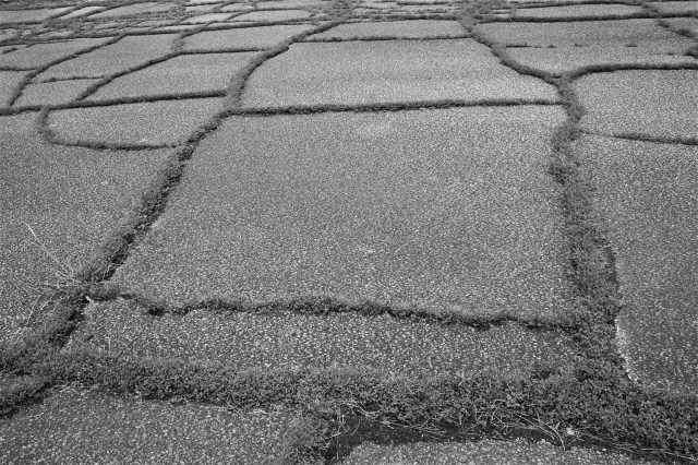 Grass Through Asphalt