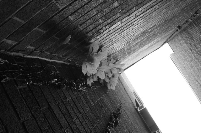 Ducktown School Kudzu