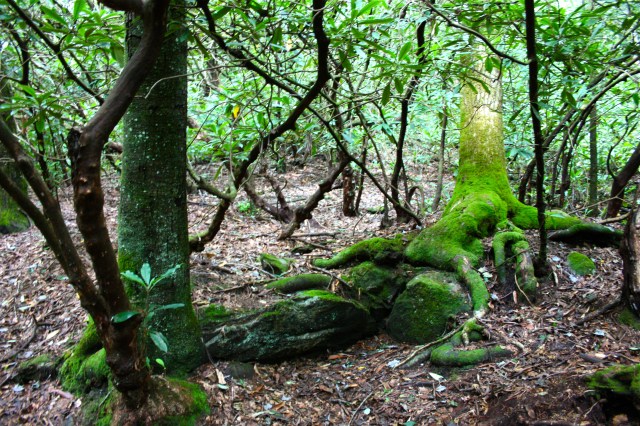 James E Edmonds Trail Moss