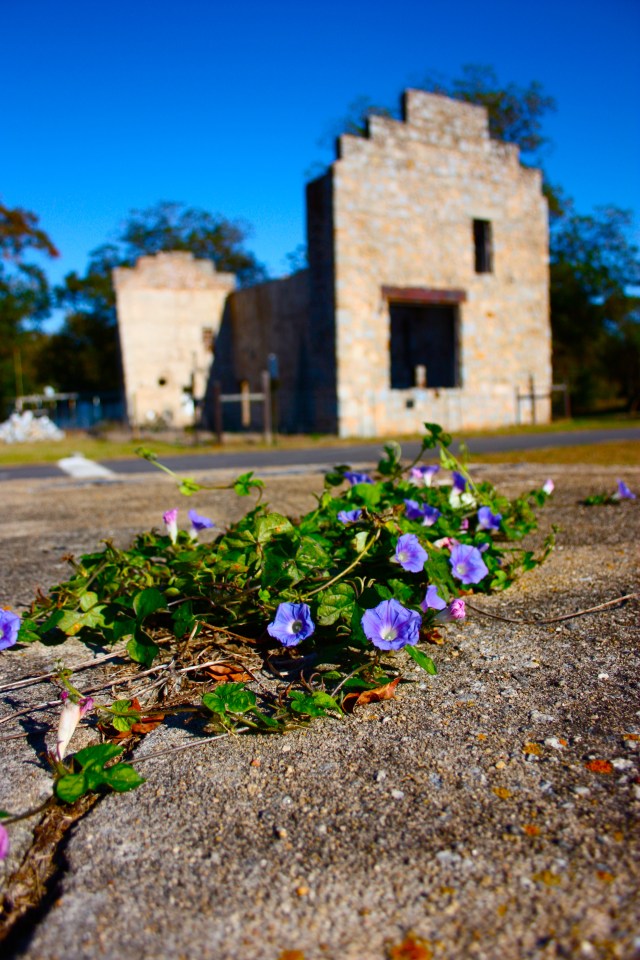Purple Flowers and Nat Arnold Building
