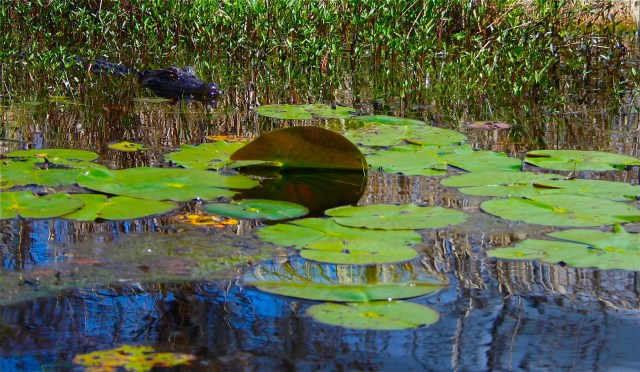 Young Alligator mississippiensis