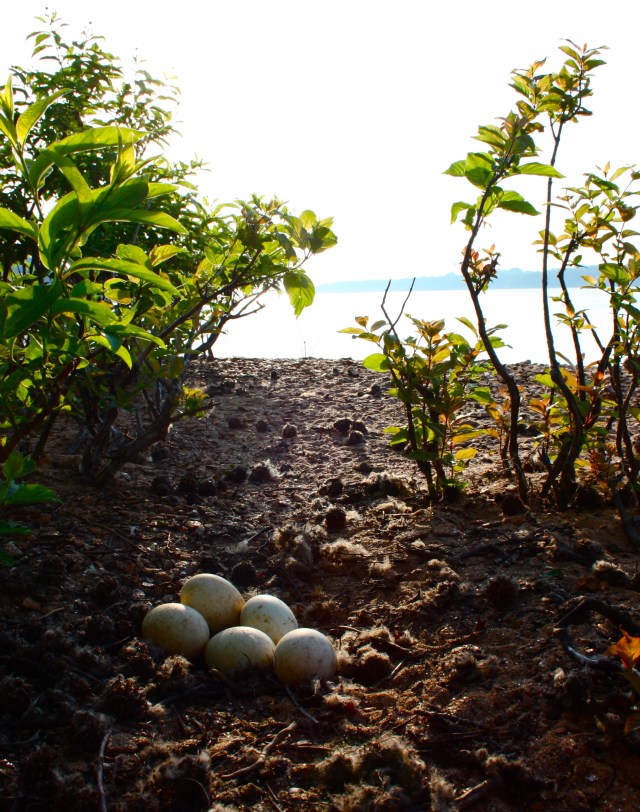 Goose Eggs on Little Island, Lake Hartwell #2
