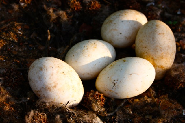 Goose Eggs on Little Island, Lake Hartwell