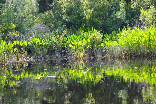 Pickerel Weed Flower