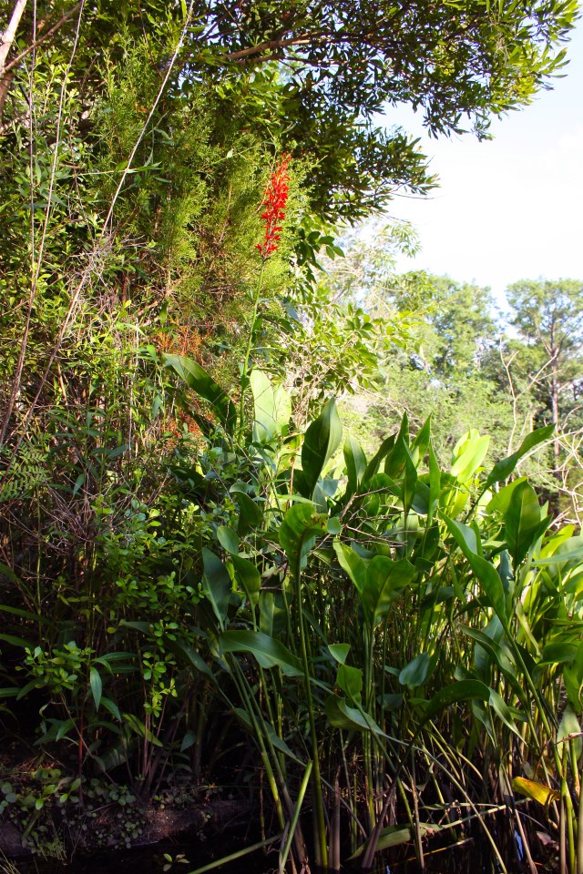 Pickerelweed and Cardinal Flower