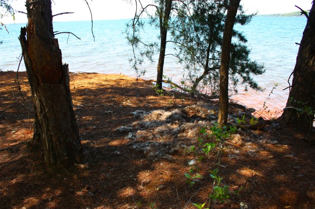 Abandoned Goose Nest, Big Island Lake Hartwell