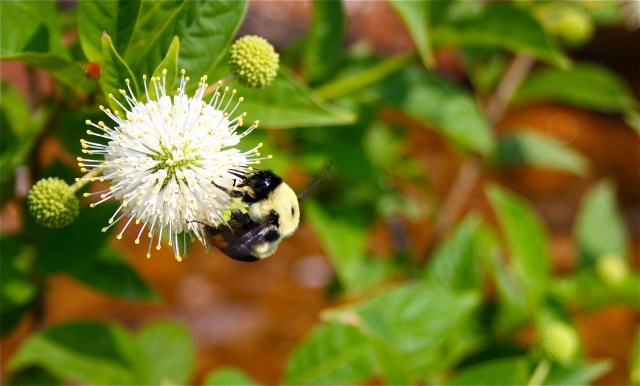 Cephalanthus occidentalis Pollination