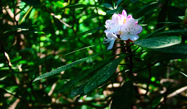 Mountain Laurel 2