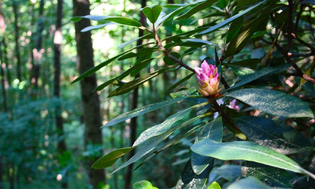 Mountain Laurel 3