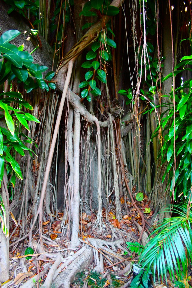 Ficus aurea Jamaica 1